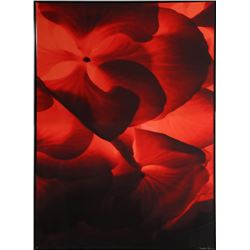 Jonathan Singer, Red and Black Macro Flowers, Photograph