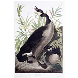 John James Audubon, Canada Goose, Lithograph