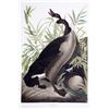 Image 1 : John James Audubon, Canada Goose, Lithograph