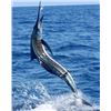 Image 6 : Sporting Adventures International: Six Full Days and Nights in an Eight Person Villa in Costa Rica.