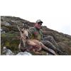Image 2 : Guiseppe Carrizosa: Four Day Hunt for 1 Hunter for Cantabrian Chamois