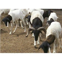 Quebrachal Ranch: 7 Day Hunt for 2 Hunters in Santiago del Estro Argentina for Goat, Ram & Multi-hor
