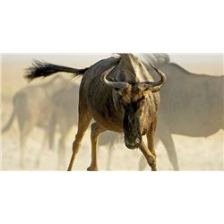 Southern Cross Safaris: 10 Day/8 Night Safari for 1 or 2 Rifle Hunters with some Trophies included i
