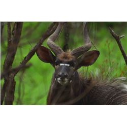 WOW Africa:10 Day Plains Game Hunt for 2 Hunters/2 Non Hunters in Zululand, South Africa, including 