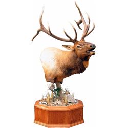 $250.00 Gift Certificate - Hidden Valley Taxidermy