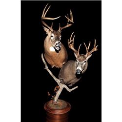 $250.00 Gift Certificate - Sunram Taxidermy