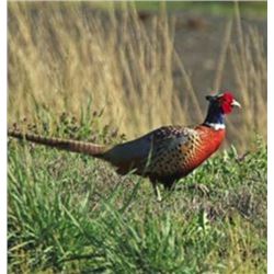 3-day/2-night Oregon Upland Bird "Single Shot Hunt" for One Hunter