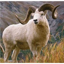 Alaska Dall Sheep Hunt for One Hunter (Air Charter Service)