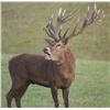 Image 1 : 5-day/6-night Australia Red Stag/Rusa Hunt for One Hunter, $3,500 Credit Towards Hunt Cost