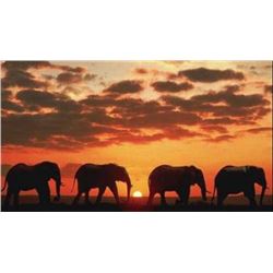 6-day/6-night South Africa Zulu Nyala Photo Safari for Two People