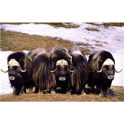 Alaska Nunivak Island Bull Muskox Govenor's Permit