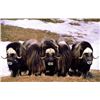 Image 1 : Alaska Nunivak Island Bull Muskox Govenor's Permit