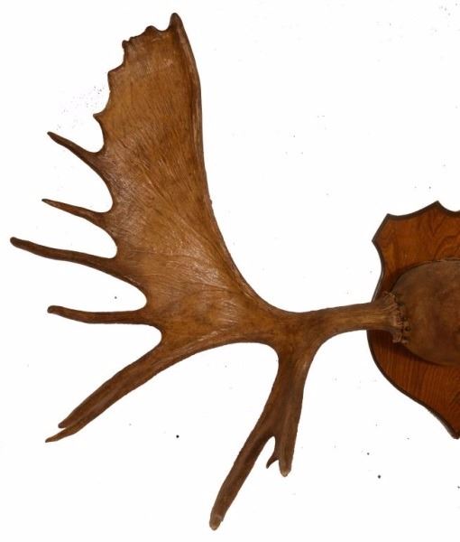 Moose Horn Mount