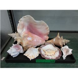 7 Seashells