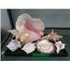 Image 1 : 7 Seashells