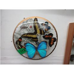 Butterfly display in convex glass frame