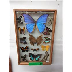 Framed Butterfly collection