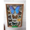 Image 1 : Framed Butterfly collection