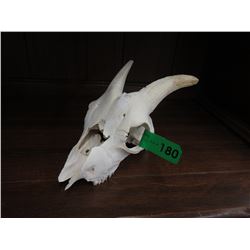 Small Goat Skull