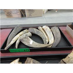 8 Goat horns