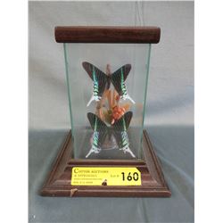 2 The Green-banded Urania moths in display case