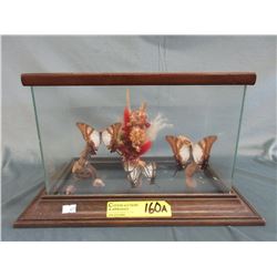 3 Butterflies in display case