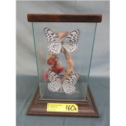 2 Tree Nymph butterflies in display case