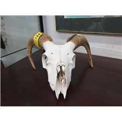 Genuine goat skull