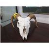Image 1 : Genuine goat skull