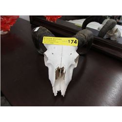 Genuine goat skull