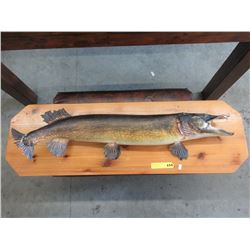 Stuffed & mounted fish