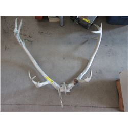 Genuine deer antlers