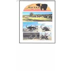 7-Day Sable Hunt for 1 hunter