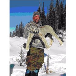 7-Day Southern British Columbia, Canada lynx hunt for 1 hunter
