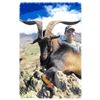 Image 1 : 1-day Trophy "Hawaiian" Goat Hunt for 1 hunter