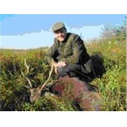 3-day Sika Stag hunt in Ireland for 1 hunter and 1 Observer