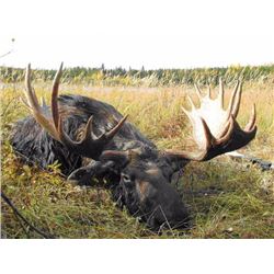 10-Day Moose, Black Bear, Wolf Combo for 1 hunter