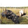Image 1 : 10-Day Moose, Black Bear, Wolf Combo for 1 hunter