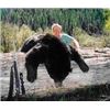 Image 1 : 6-Day guided Montana Spring or Fall Black Bear and Turkey Hunt for 1 hunter