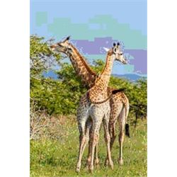 6-Day 6-Night African Photo Safari for 2 people