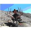 Image 1 : 7-day, 1X1 hunt, choice of bobcat/lynx, mule deer, black bear