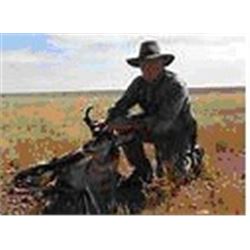 3-Day Trophy Pronghorn hunt for 1 hunter