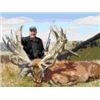 Image 1 : 3-Day Red Stag 340 - 360 SCI Hunt for one hunter