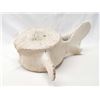 Image 2 : Whale Vertebrae