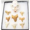Image 1 : Painted Feline Skull + Fossilized Shark's Teeth