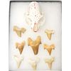 Image 2 : Painted Feline Skull + Fossilized Shark's Teeth