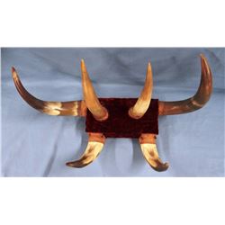 Steer horn hat rack