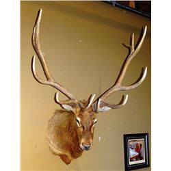 Bull elk, shoulder mount, 6 pt., Rocky Mountain Front