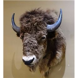 American bison shoulder mount