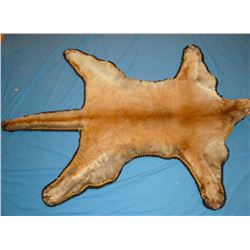 Mountain lion rug, from Rocky Mountain Front